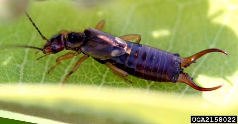 earwig picture 5